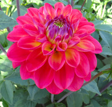 Load image into Gallery viewer, Blooms Enchantment - Limited Release