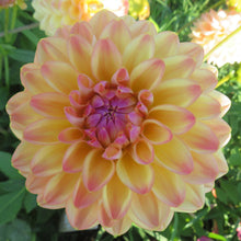 Load image into Gallery viewer, Blooms Sorbet Dream - Limited Release