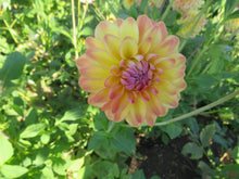 Load image into Gallery viewer, Blooms Sorbet Dream - Limited Release
