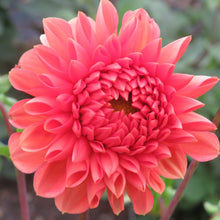 Load image into Gallery viewer, Tempest