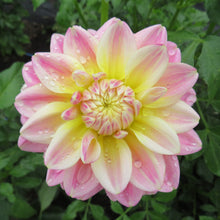 Load image into Gallery viewer, Sheer Heaven - Limited Stock
