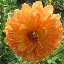 Load image into Gallery viewer, Orange Girl
