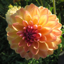 Load image into Gallery viewer, Blooms Sorbet Dream - Limited Release
