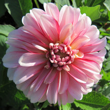 Load image into Gallery viewer, Strawberry Cream
