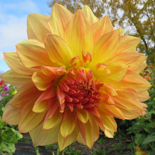 Load image into Gallery viewer, Wanda's Aurora
