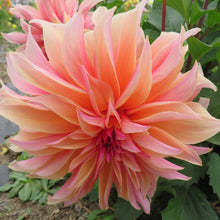 Load image into Gallery viewer, Labyrinth - Limited Stock
