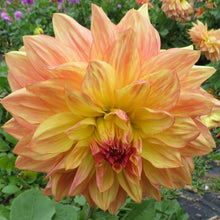 Load image into Gallery viewer, Wanda's Aurora
